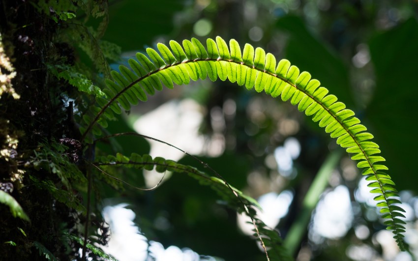 guadeloupe, rivière rouge, matouba, saint claude