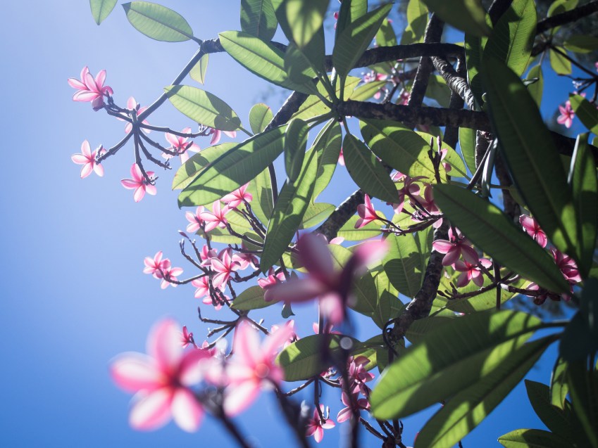 guadeloupe, parc des roches gravées, trois rivières