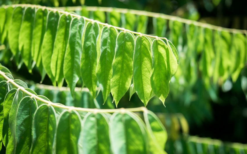 guadeloupe, parc des roches gravées, trois rivières