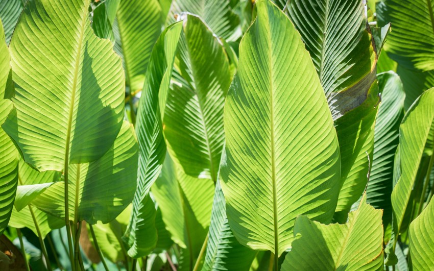 guadeloupe, parc des roches gravées, trois rivières