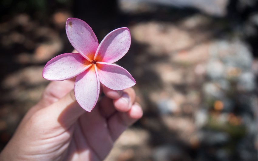 guadeloupe, parc des roches gravées, trois rivières