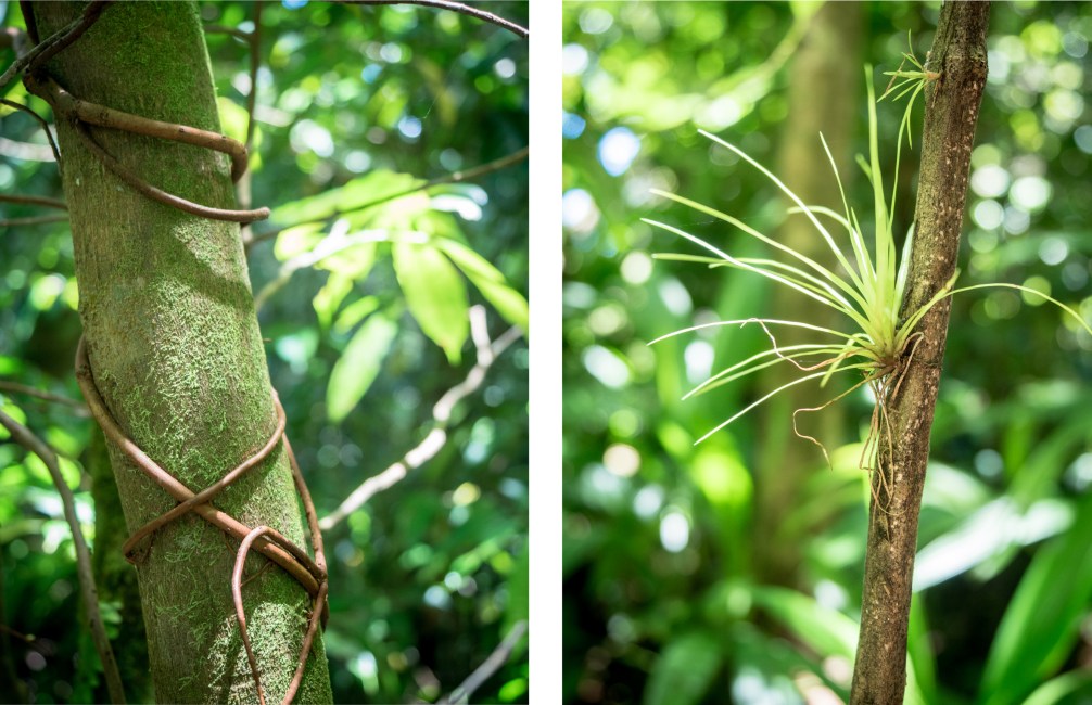 guadeloupe, rivière rouge, matouba, saint claude