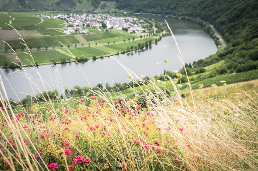 boucle de la moselle, allemagne, Trittenheim, Piesport, Minheimboucle de la moselle, allemagne, Trittenheim, Piesport, Minheim