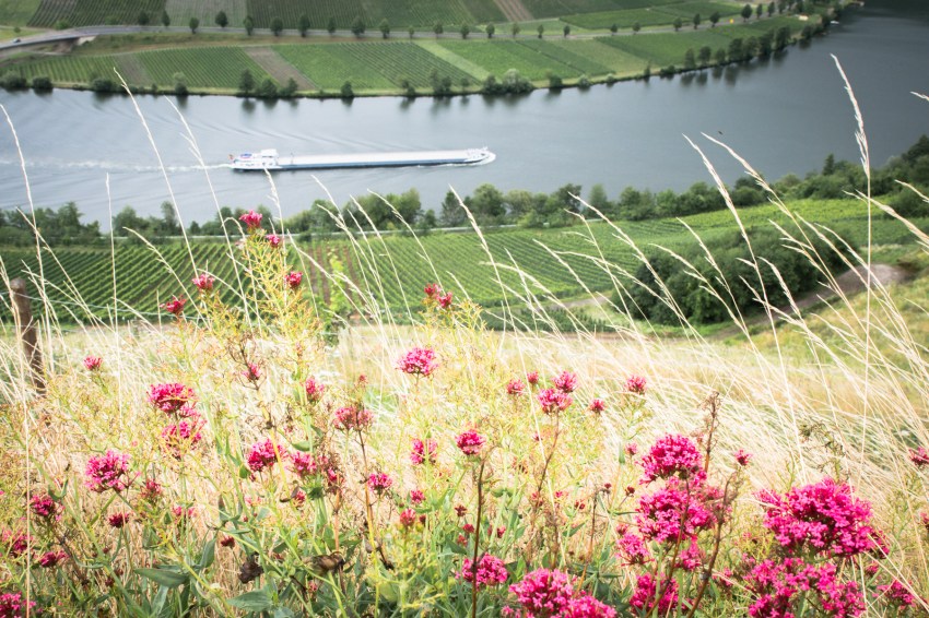 boucle de la moselle, allemagne, Trittenheim, Piesport, Minheim