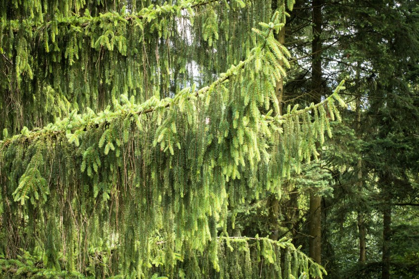 boucle de la sarre, allemagne, saarschleife, mettlach, cloef