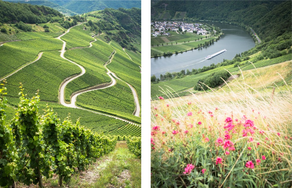 boucle de la moselle, allemagne, Trittenheim, Piesport, Minheim