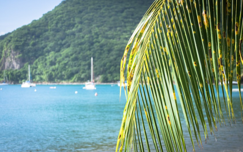 guadeloupe, couleur, grande anse, port louis, cluny