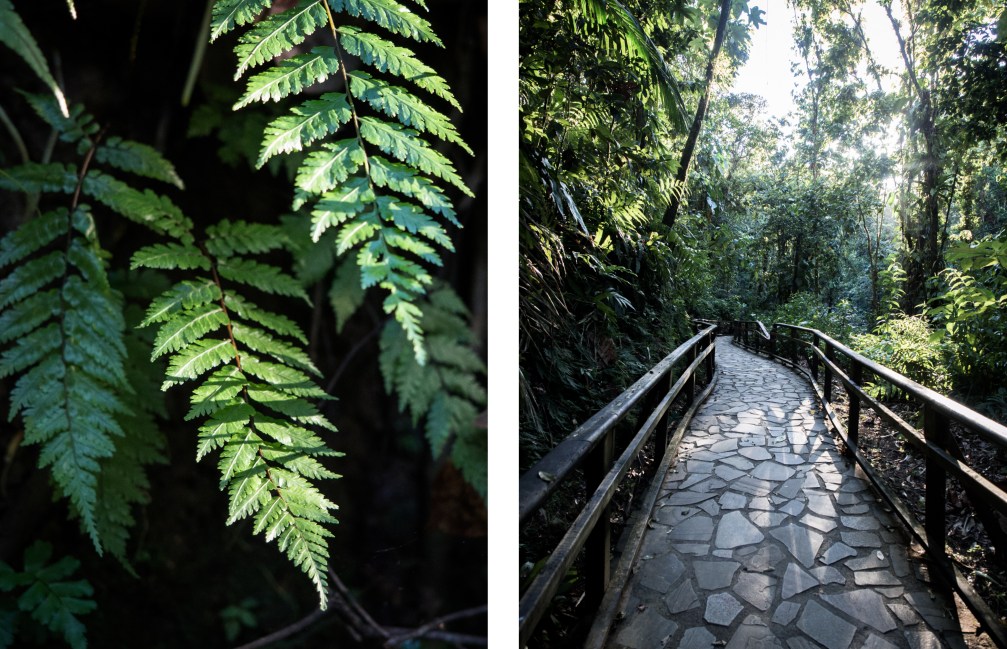 guadeloupe, nature, forêt tropicale