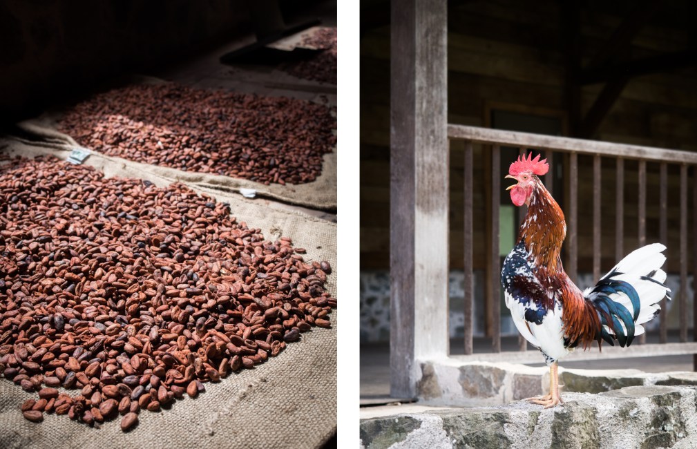 guadeloupe, nature, verte, vieux habitants, grivelière, basse terre