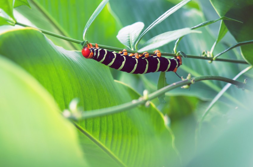 chenille, guadeloupe, faune