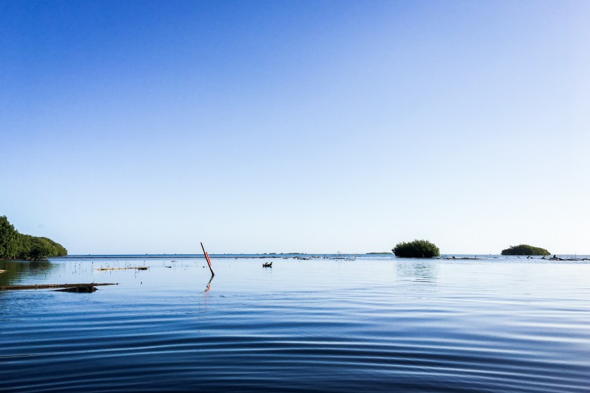 lagon, sainte rose, guadeloupe, kayak, mangrove, basse terre