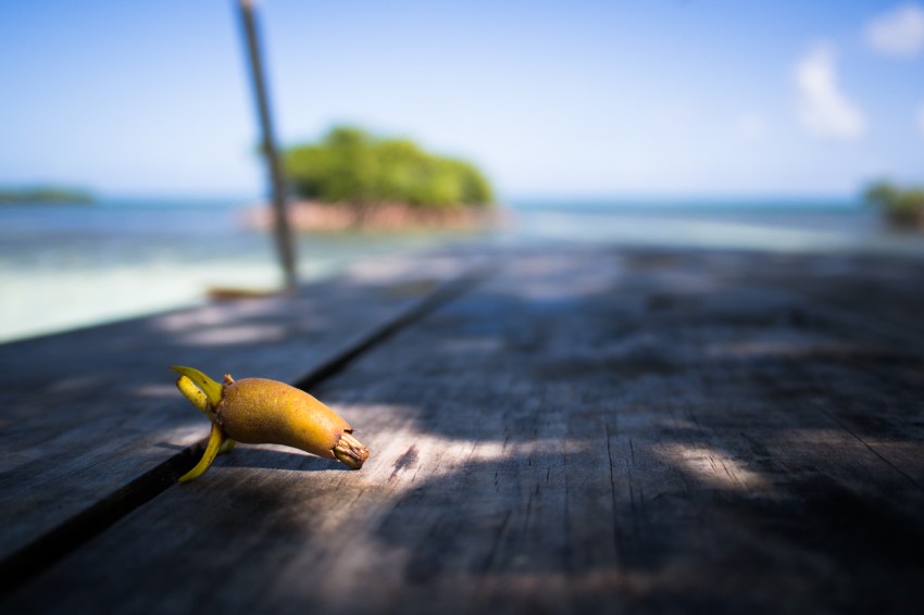 lagon, kayak, mangrove, ilet la biche, sainte rose, guadeloupe