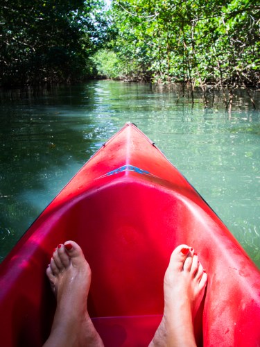 non bilan, kayak, mangrove, guadeloupe, sainte rose