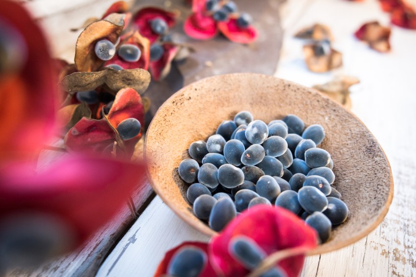 graine de zanzibar, culture, guadeloupe