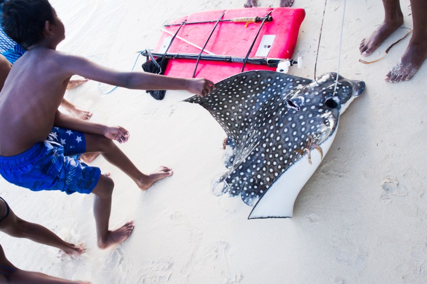 raie, sainte anne, guadeloupe