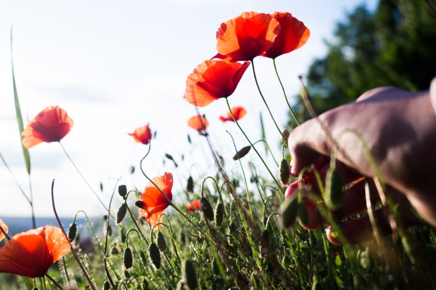 alsace, lichtenberg, coquelicot