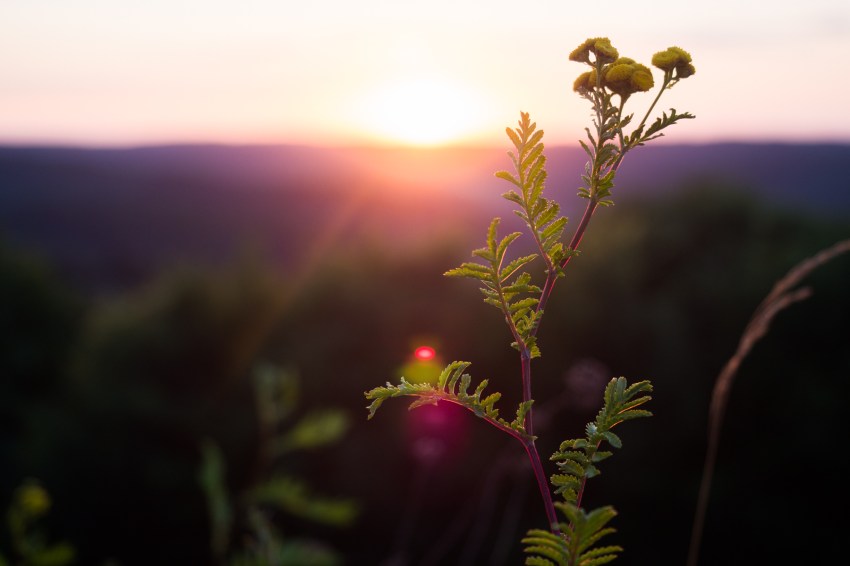 coucher de soleil, alsace