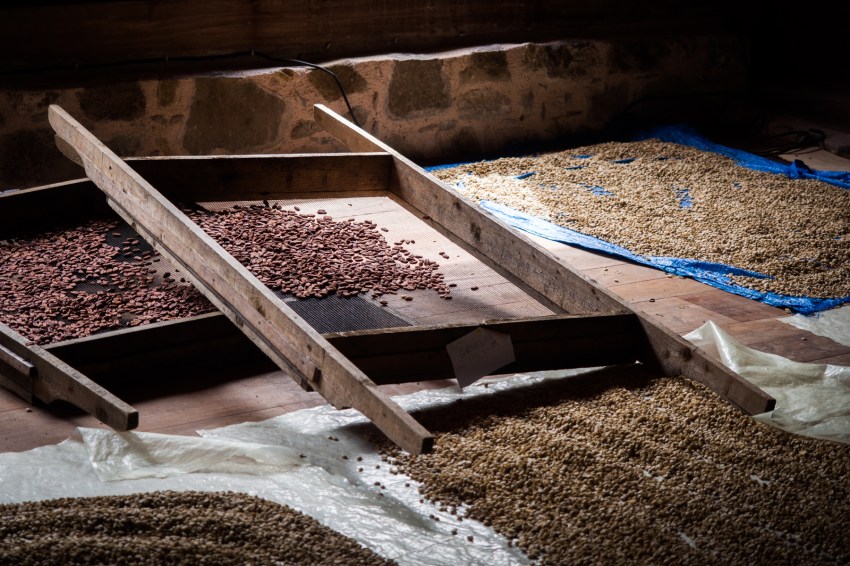 guadeloupe, nature, verte, vieux habitants, grivelière, basse terre