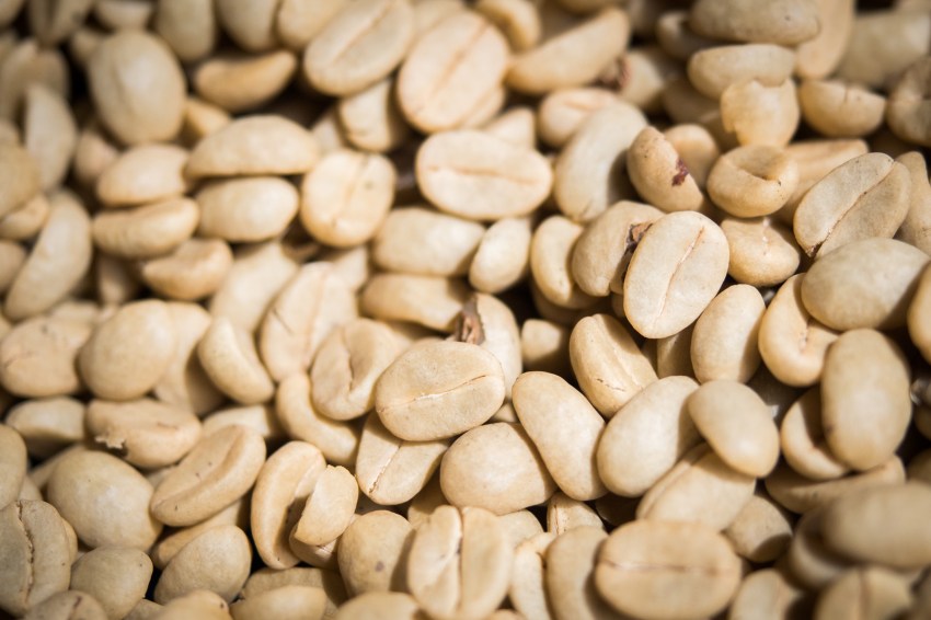 guadeloupe, nature, verte, vieux habitants, grivelière, basse terre, café