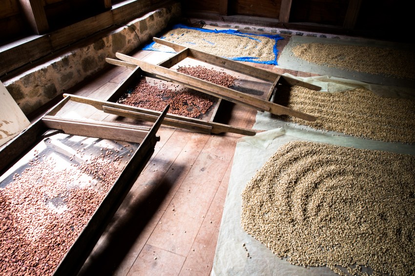 grivelière, café, cacao, vieux habitants, basse terre