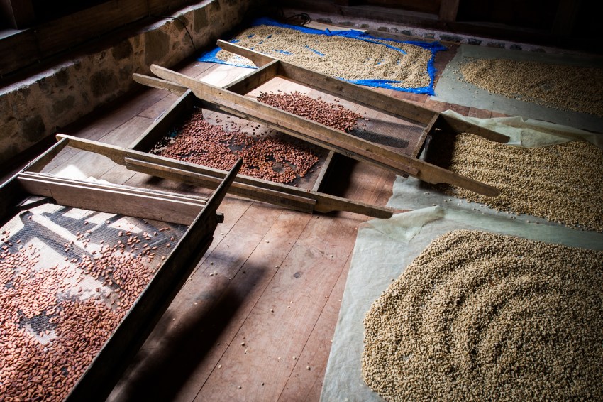 guadeloupe, nature, verte, vieux habitants, grivelière, basse terre