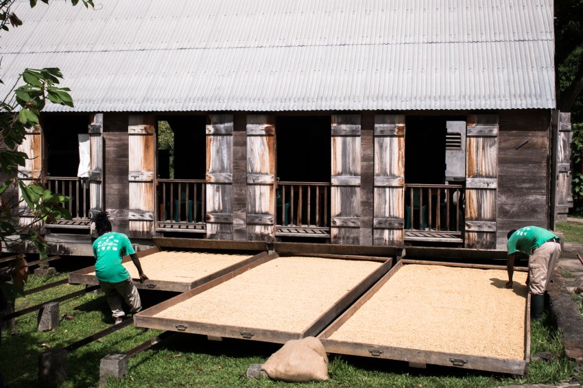 guadeloupe, nature, verte, vieux habitants, grivelière, basse terre, café