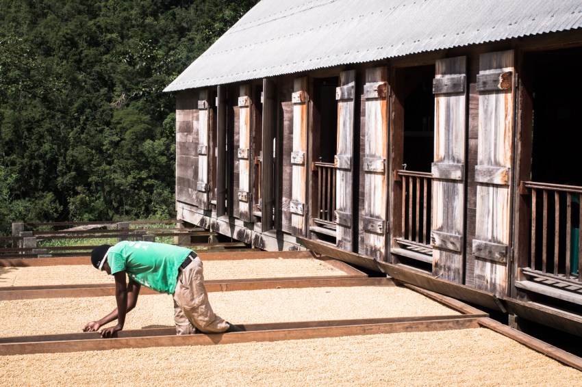 guadeloupe, nature, verte, vieux habitants, grivelière, basse terre, café