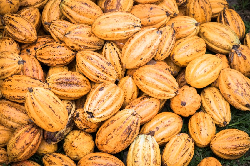 guadeloupe, nature, verte, vieux habitants, grivelière, basse terre, cacao