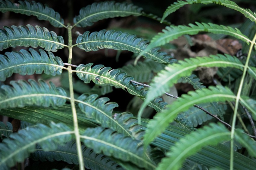 guadeloupe, nature, foret tropicale, cascade
