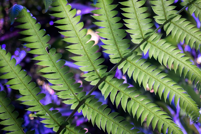 guadeloupe, nature, foret tropicale, cascade