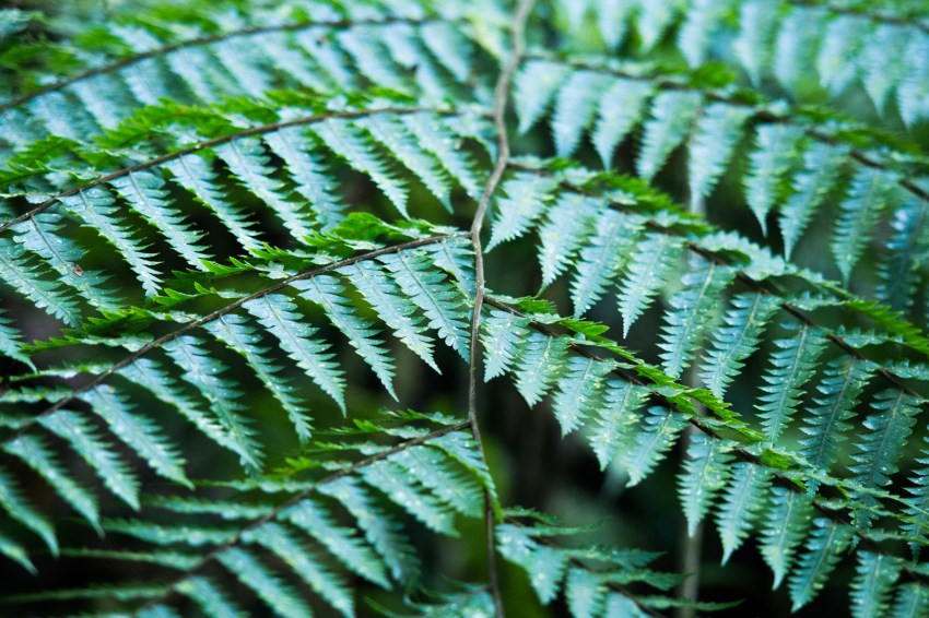 feuille, fougère, forêt, guadeloupe