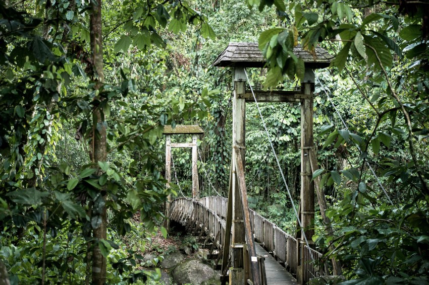 guadeloupe, nature, foret tropicale, cascade