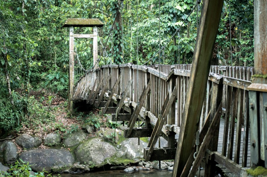 guadeloupe, nature, foret tropicale, cascade