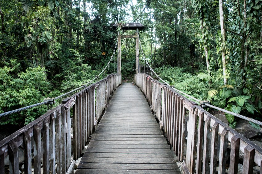 guadeloupe, nature, forêt tropicale
