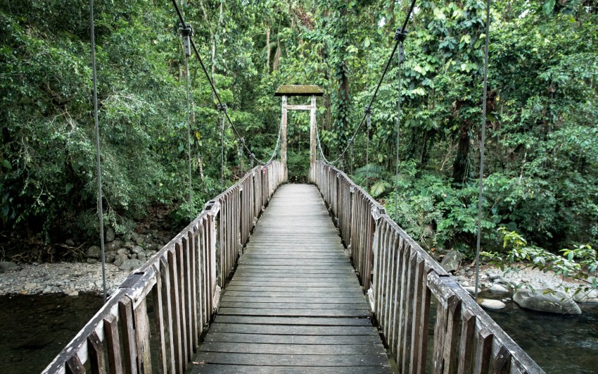 guadeloupe, nature, forêt tropicale