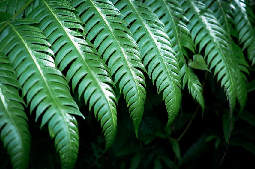 guadeloupe, nature, foret tropicale, cascade