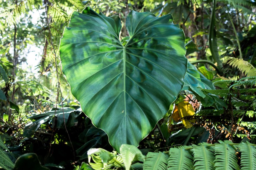 guadeloupe, nature, foret tropicale, cascade