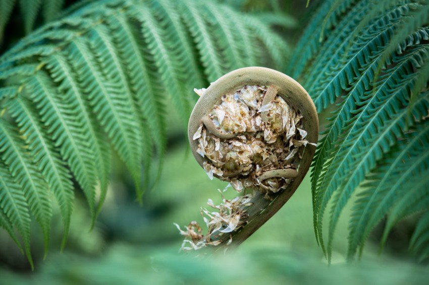 guadeloupe, nature, foret tropicale, cascade