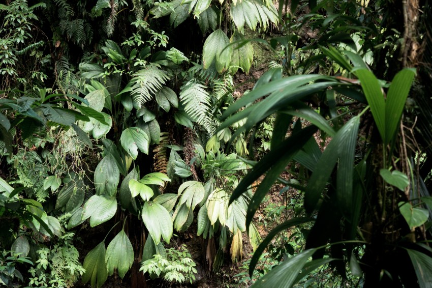 guadeloupe, nature, foret tropicale, cascade