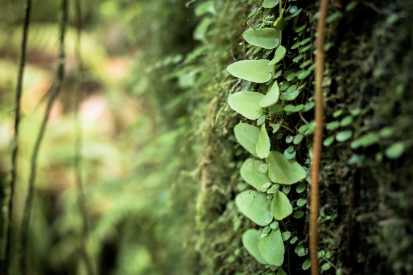 guadeloupe, nature, foret tropicale, cascade
