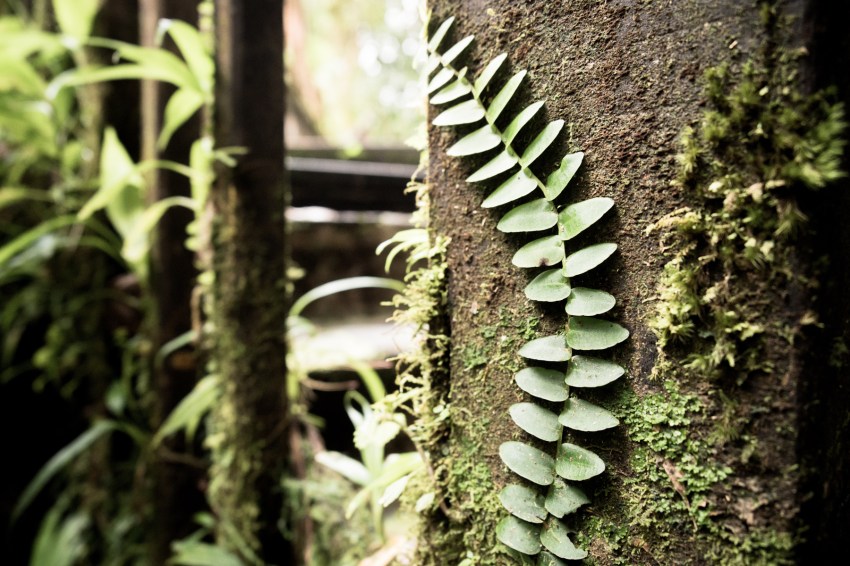 guadeloupe, nature, foret tropicale, cascade