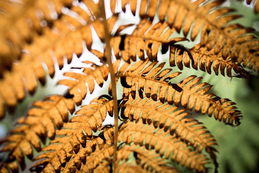 guadeloupe, nature, forêt tropicale