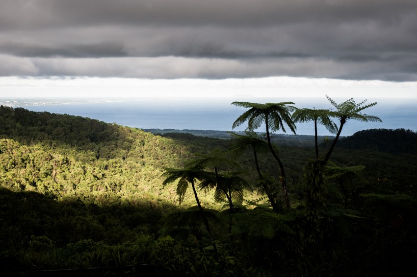 guadeloupe, nature, forêt tropicale