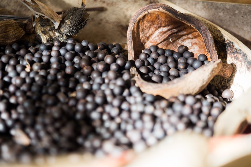 graines de toloman, guadeloupe, nature
