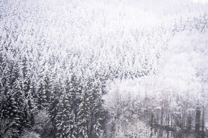 neige, forêt noire, allemagne, schwarzwald, blackforest, seebach