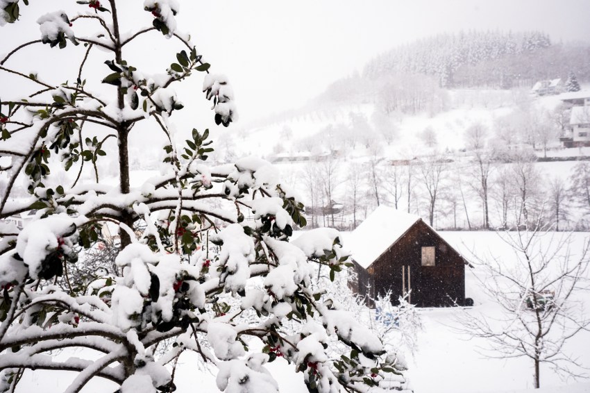 neige, forêt noire, allemagne, schwarzwald, blackforest, seebach