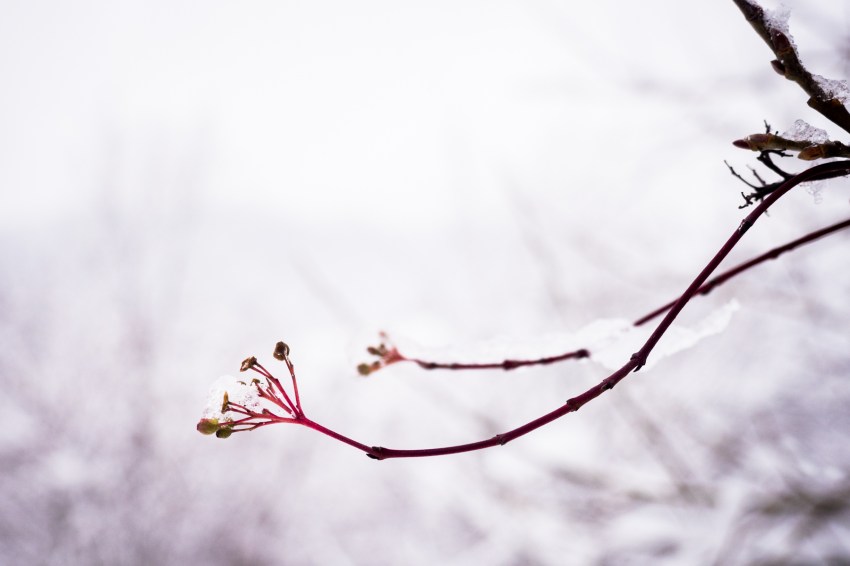 neige, forêt noire, allemagne, schwarzwald, blackforest, seebach