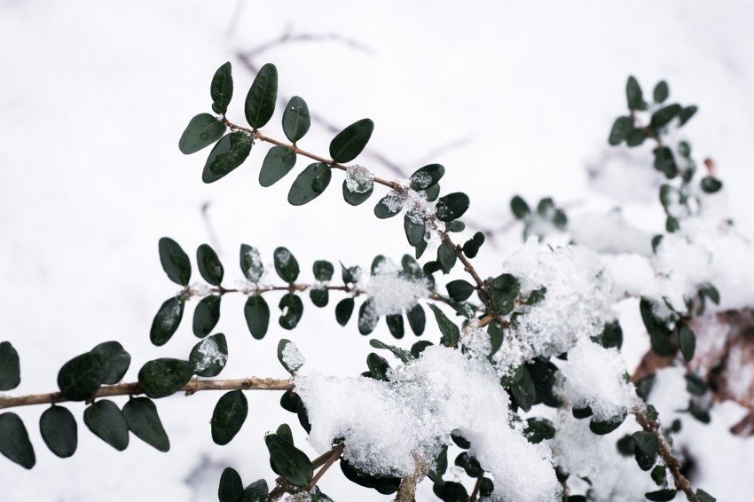 neige, forêt noire, allemagne, schwarzwald, blackforest, seebach