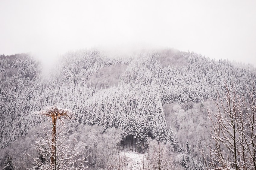 neige, forêt noire, allemagne, schwarzwald, blackforest, seebach