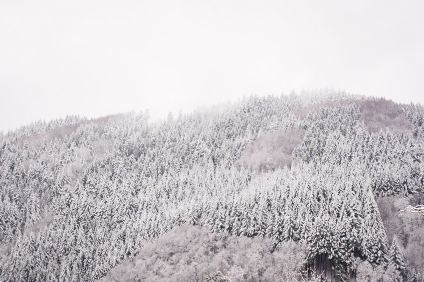 neige, forêt noire, allemagne, schwarzwald, blackforest, seebach